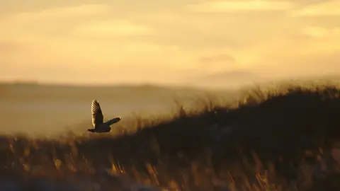 Ron Macdonald owl