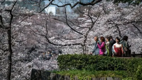 Getty Images People view cherry blossom near Chidorigafuchi Moat - 25 March 2018