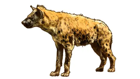 Dr David M.G. Waterhouse Artist's impression of a spotted hyena