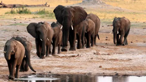 Getty Images Elephants in Zimbabwe (file photo)