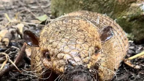 Exotic Zoo Dillon the armadillo