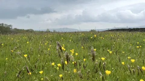 Victoria Gill Meadow