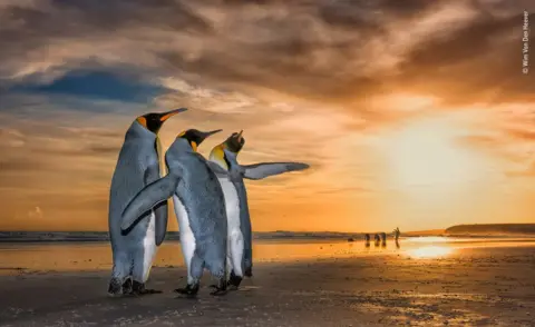 Wim van den Heever Penguins