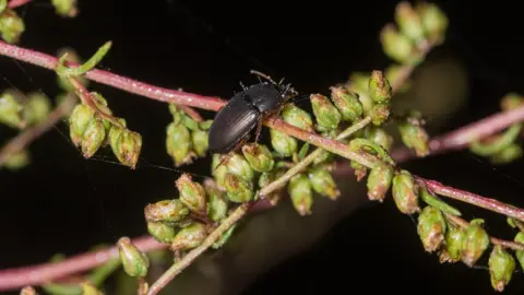 Brian Eversham Wormwood moonshiner beetle on field wormwood plant