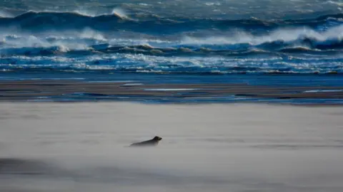 Ron Macdonald A seal at Newburgh beach