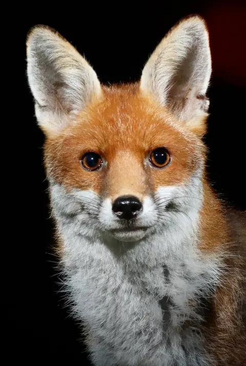 Ola Maddams A fox in a garden in Amersham, England