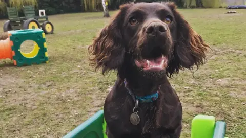 Lucy's Dog Walking Service Dog with toys