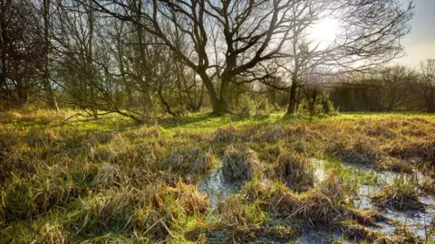 Richard Osbourne Sweet Briar Marshes, Norwich