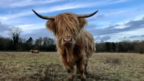 Derby City Council Highland Cow