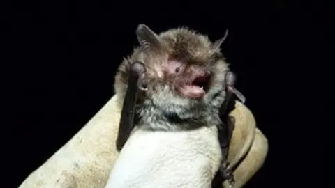 Wiltshire bat Group Myotis alcathoe