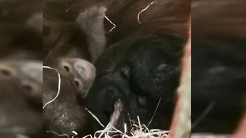 Paignton Zoo Baby orangutan