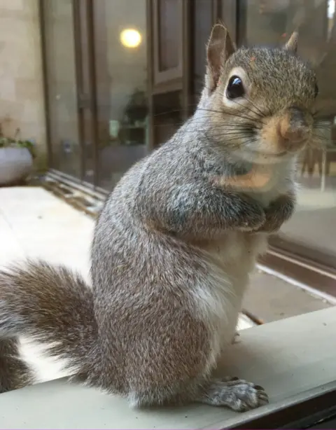 Hannah Constantine Squirrel at college