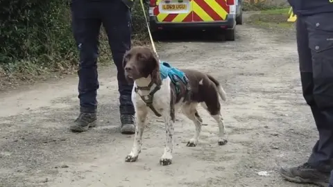 South West Water Dogs