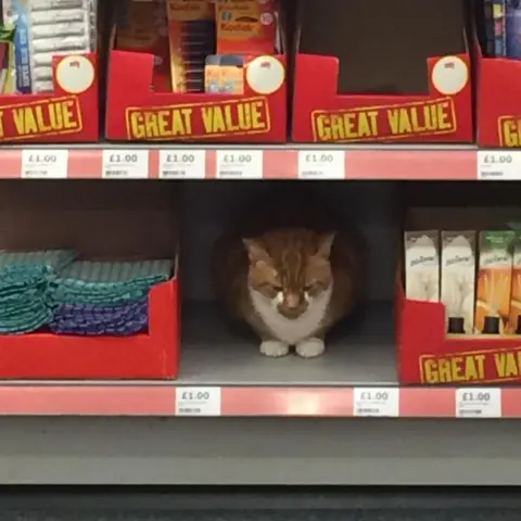 Rory Lindsay Cat on shelf - Rory Lindsay