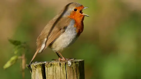 Thomas Clode   Robin at Forest Farm, Cardiff