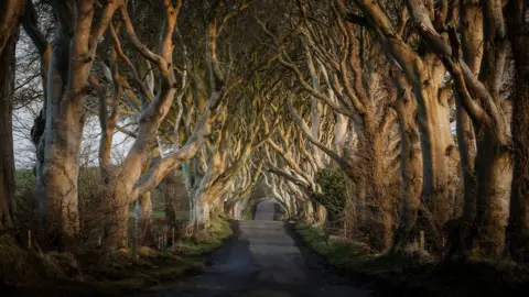 Northern Ireland Tourist Board The Dark Hedges