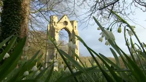 BBC Snowdrops at Walsingham Abbey, Norfolk