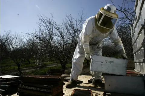 Getty Images A man moves a beehive box on a truck, next to an almond orchard near Visalia, in California.