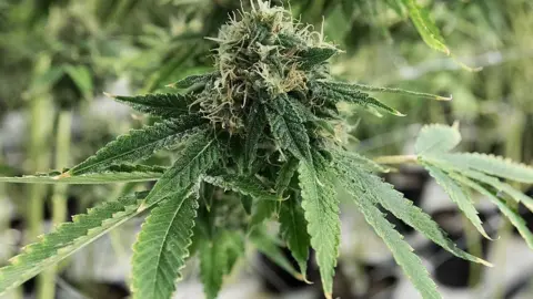 Getty Images cannabis plant