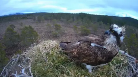 RSPB Loch Garten/CarnyxWild EJ at her nest on Wednesday