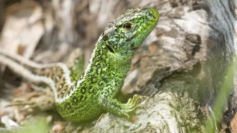 South Downs Centre A sand lizard