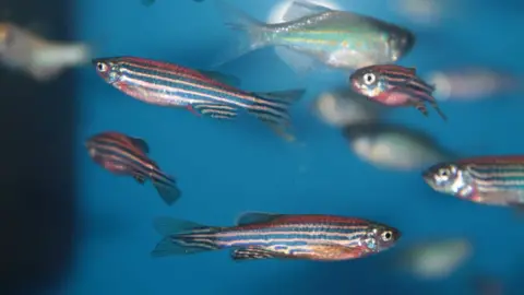 Getty Images Zebra fish