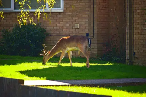 Alex Sarzi-Sartori Deer grazes on a housing estate
