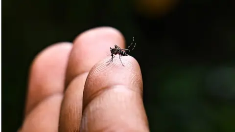 Getty Images An Aedes mosquito perches on a finger