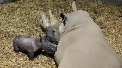 PA/Zoological Society of East Anglia The white rhino calf with its mother