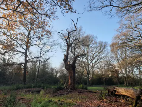 Caroline Jones Bare tree stump