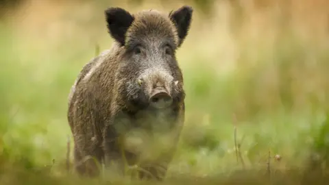 Wild boar