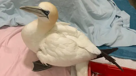 RSPCA Gannet