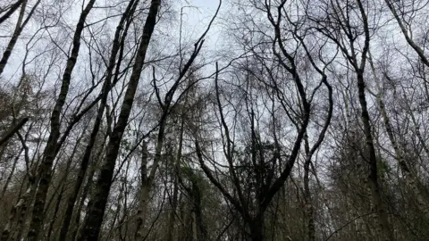 BBC Hagley Woods in 2023