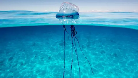 Getty Images Portuguese man o' war