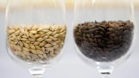 Getty Images Varieties of barley are pictured at the International Centre for Brewing and Distilling which is based at Heriot-Watt University in Edinburgh