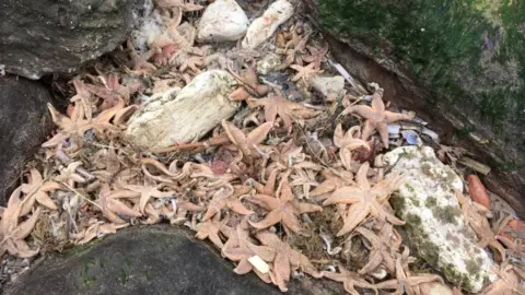 Lizzie Bruce Beach debris