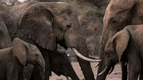 Elephants in Kenya