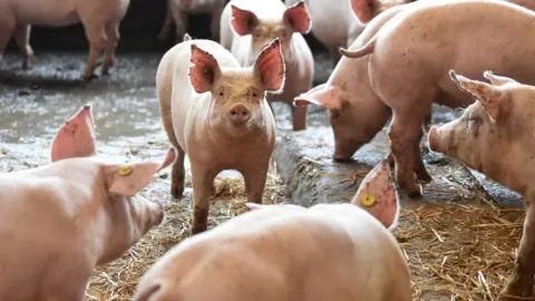 Getty Images A pig looks on while in a barn at Belle Vue Farm in Preston, England.
