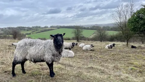 Sue Pratt SATURDAY - sheep near Winchester