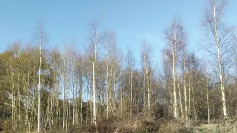 Photo supplied Trees planted