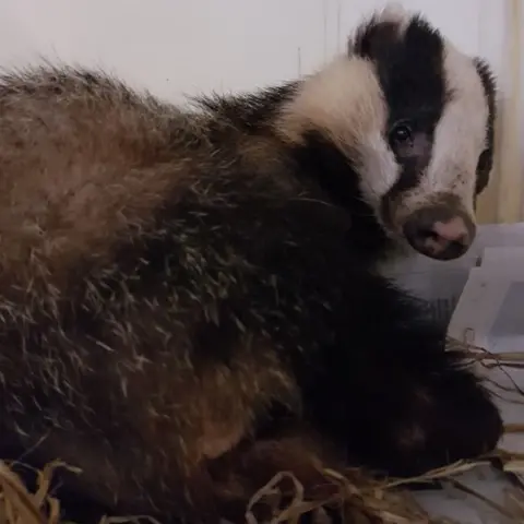 Wiltshire Wildlife Hospital  Harriet the badger