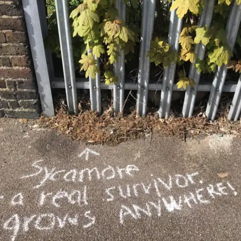 Rachel Summers Chalk marking the pavement indication there's a sycamore tree above it.