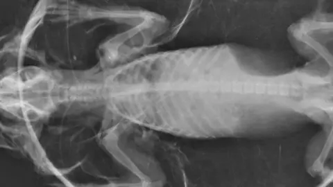 Scottish SPCA Hedgehog