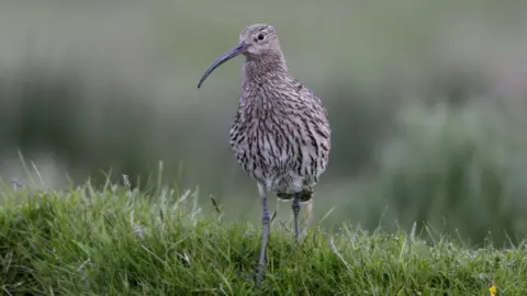 Andy Hay Curlew