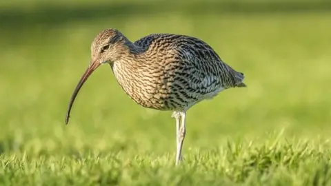 Getty Images Curlew