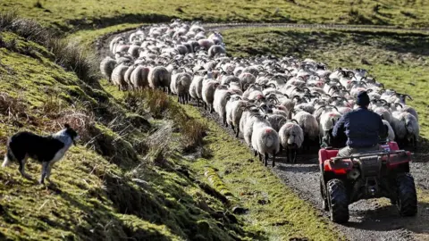 Getty Images Angus MacFadyen his sons Colin and Allan work with their sheep on Bragleenmore farm in Scammadale Glen on February 20, 2018 in Oband,Scotland