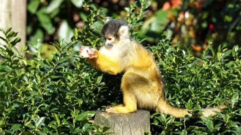 Zoological Society of London/PA Wire A squirrel monkey holding an ice lolly