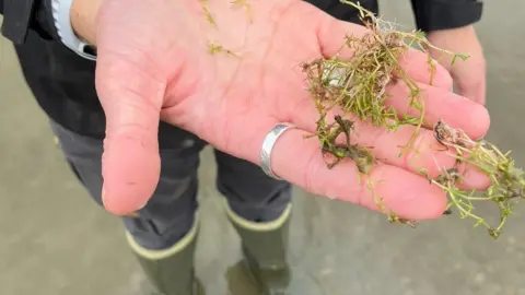 West Cumbria Rivers Trust Izzie Mullin holding New Zealand Pigmyweed