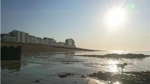 Dino St Leonards-on-Sea, East Sussex