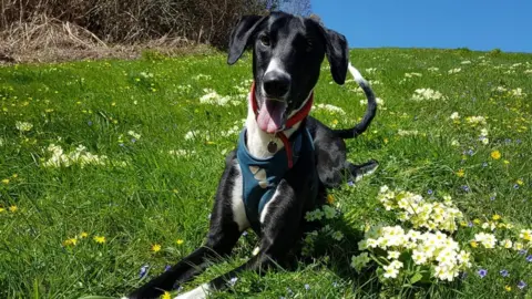 RSPCA Hector the lonely lurcher